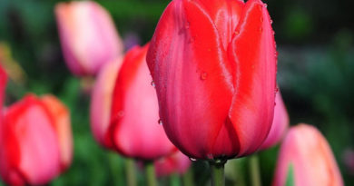 В Никитском ботаническом саду пройдёт юбилейная выставка коллекционных тюльпанов