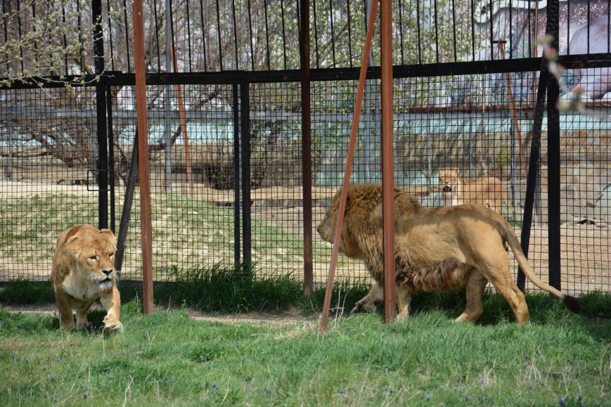 В Крыму 75 львов выпустили на волю из вольеров 