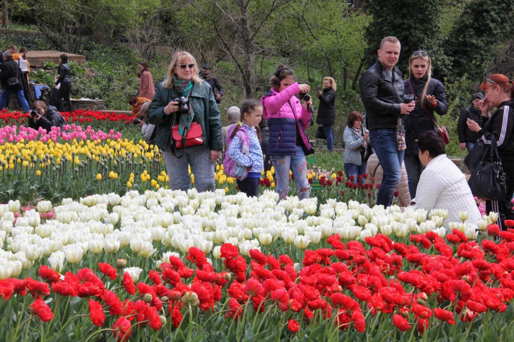 В Крыму стартовал "парад тюльпанов"