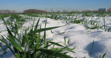 Выпавший в Крыму снег не повредил урожаю плодовых культур – минсельхоз