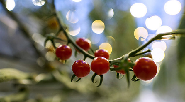 Теплицы агроколледжа КФУ готовы дать урожай винограда, томатов и земляники