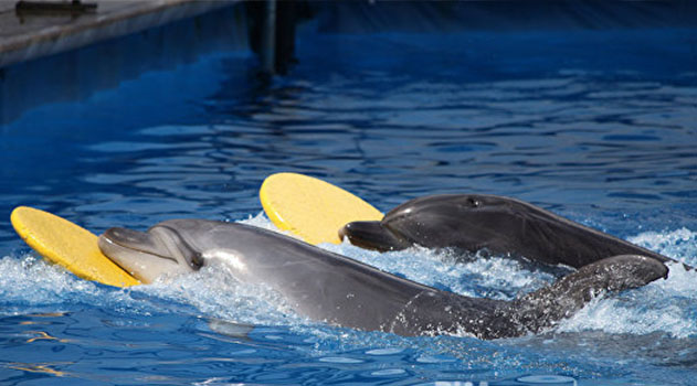 Под грифом секретно вся правда о боевых дельфинах в Севастополе