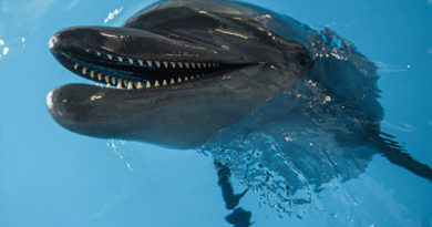 В Крыму пограничники спасли попавшего в сети дельфина