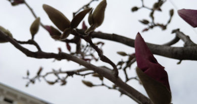 v-tsentre-simferopolya-prohozhie-mogut-polyubovatsya-tsvetushhej-magnoliej