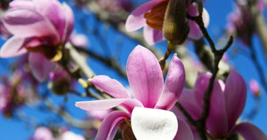 tsvetushhij-fotofakt-v-simferopole-nachalsya-sezon-magnolij