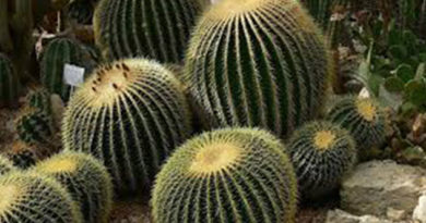 meksikanskoe-leto-v-nikitskom-botsadu-tsvetut-aloe-i-poluvekovaya-agava