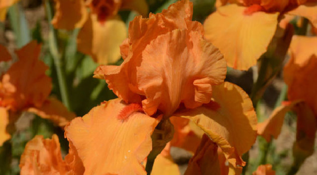 pik-tsveteniya-irisov-v-nikitskom-botanicheskom-sadu-fotofakt